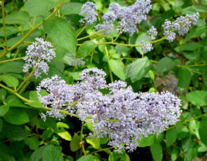 Ceanothus delilianus ‘Gloire des Versailles’ - Amerikaanse sering