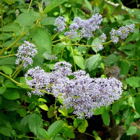 Ceanothus delilianus ‘Gloire des Versailles’ - Amerikaanse sering