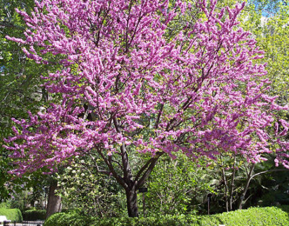 Cercis chinensis ‘Avondale’ boom - judasboom
