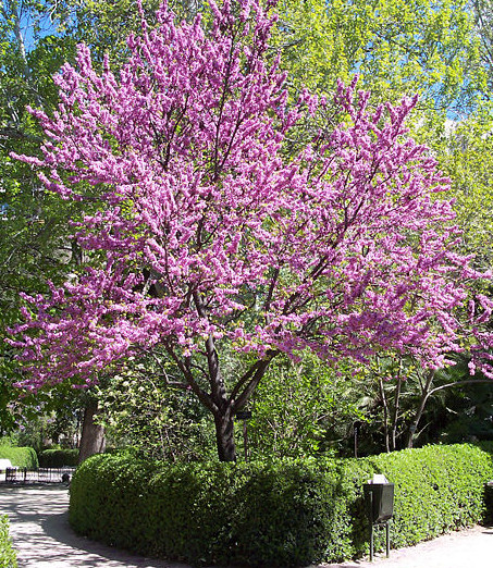 Cercis chinensis ‘Avondale’ boom - judasboom