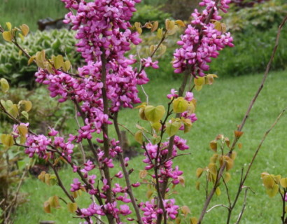 Cercis canadensis ‘Avondale’ - judasboom