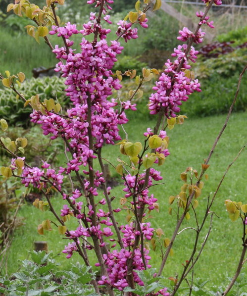 Cercis canadensis ‘Avondale’ - judasboom