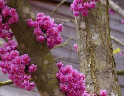 Cercis canadensis ‘Flame’ boom - judasboom