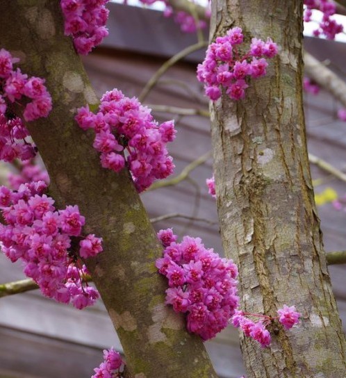 Cercis canadensis ‘Flame’ boom - judasboom