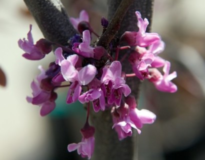 Cercis canadensis ‘Forest Pansy’ boom - Judasboom