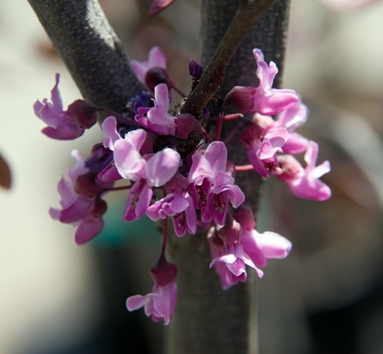 Cercis canadensis ‘Forest Pansy’ boom - Judasboom