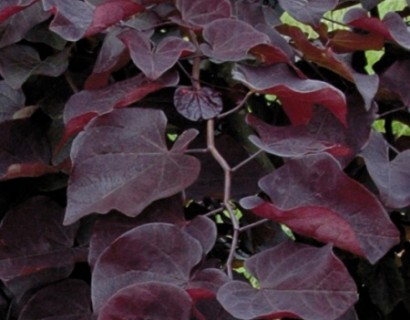 Cercis canadensis ‘Ruby Falls’ boom - judasboom