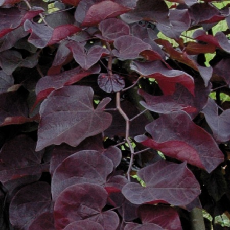 Cercis canadensis ‘Ruby Falls’ boom - judasboom