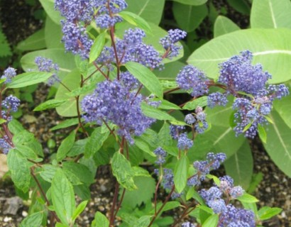 Ceanothus delilianus ‘Henry Desfossé’ - Amerikaanse sering