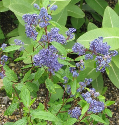 Ceanothus delilianus ‘Henry Desfossé’ - Amerikaanse sering