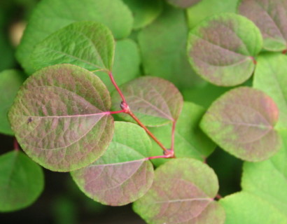 Cercidiphyllum japonicum - katsuraboom