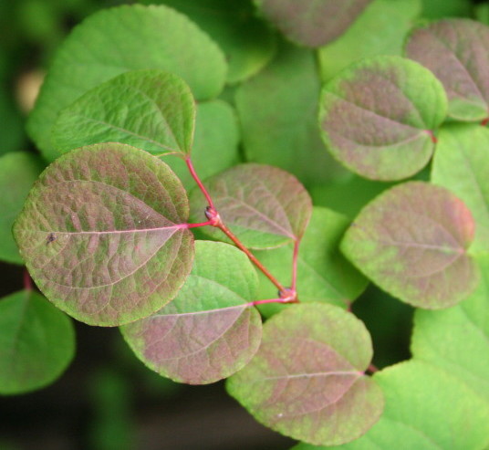 Cercidiphyllum japonicum - katsuraboom