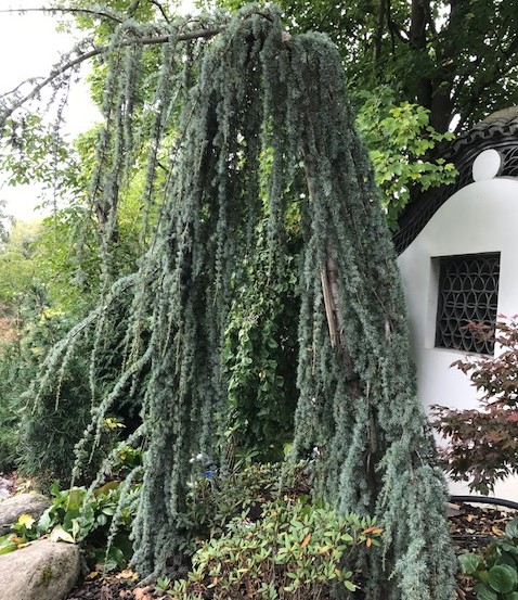 Cedrus libani ‘Glauca Pendula’ - treurceder