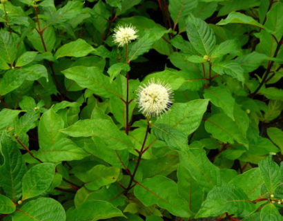 Cephalanthus occidentalis - kogelbloem