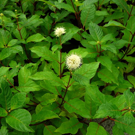 Cephalanthus occidentalis - kogelbloem