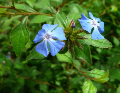 Ceratostigma willmottianum - loodkruid