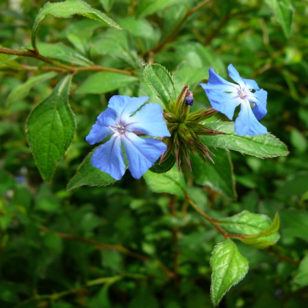 Ceratostigma willmottianum - loodkruid