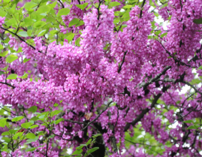 Cercis siliquastrum - judasboom