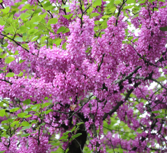 Cercis siliquastrum - judasboom