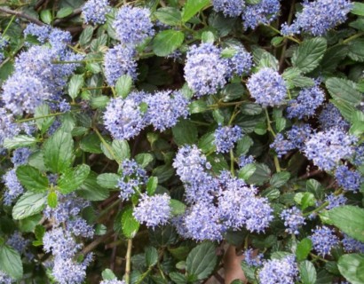 Ceanothus thyrsiflorus var. repens - Amerikaanse sering