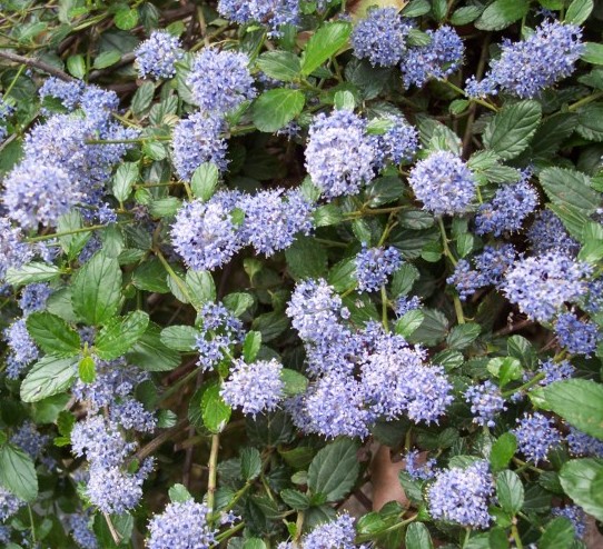 Ceanothus thyrsiflorus var. repens - Amerikaanse sering