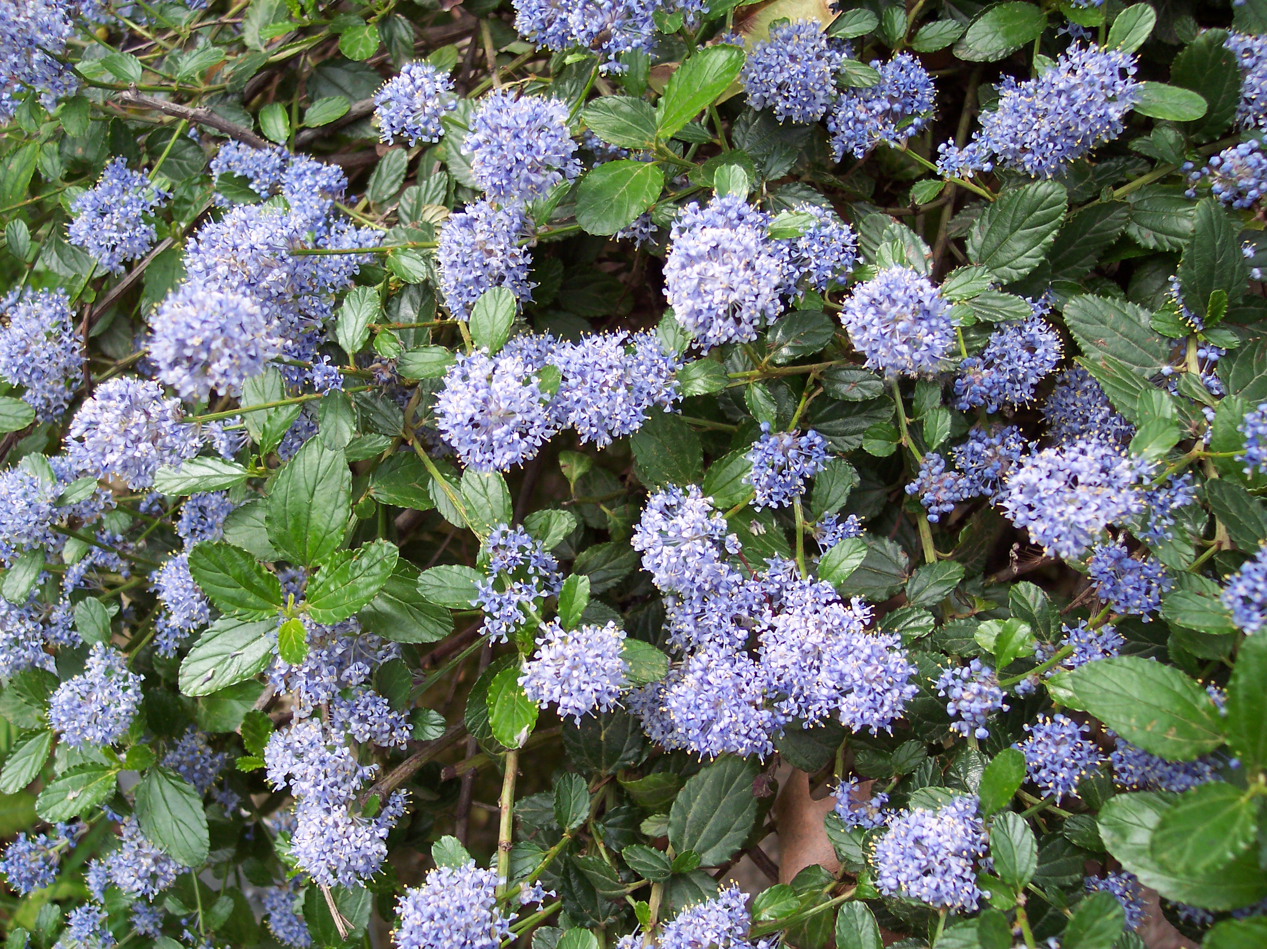 Ceanothus thyrsiflorus 'Repens'.