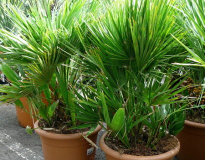 Chamaerops humilis - Europese dwergpalm