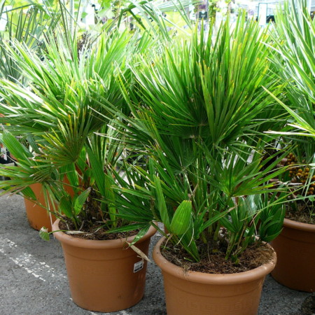 Chamaerops humilis - Europese dwergpalm