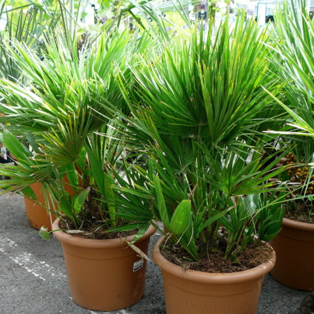 Chamaerops humilis - Europese dwergpalm