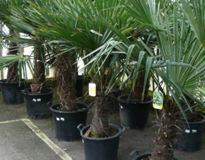 Palmboom Chamaerops excelsa pot