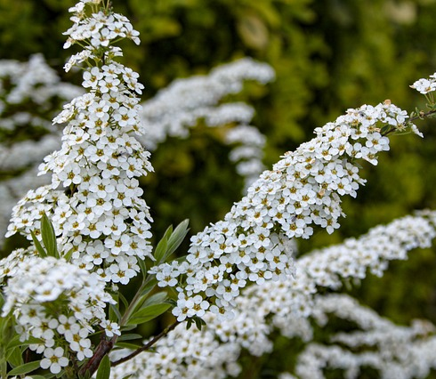 Spiraea arguta - spierstruik