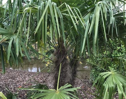 Chamaerops excelsa of Trachycarpus fortunei - palm