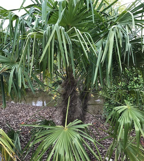 Chamaerops excelsa of Trachycarpus fortunei - palm