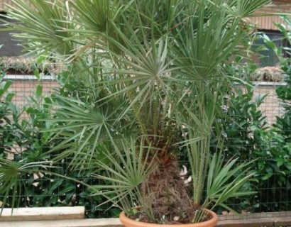 Palmboom Chamaerops humilis pot 3 liter