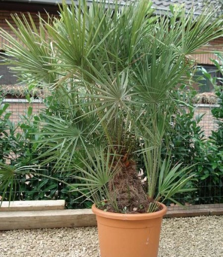 Palmboom Chamaerops humilis pot 3 liter