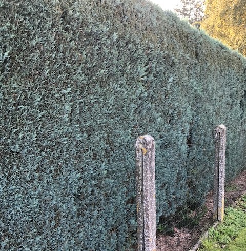 Chamaecyparis lawsoniana ‘Columnaris’ - blauwe haagconifeer