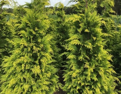 Chamaecyparis lawsoniana ‘Stardust’ - gele haagconifeer