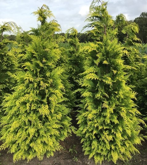 Chamaecyparis lawsoniana ‘Stardust’ - gele haagconifeer