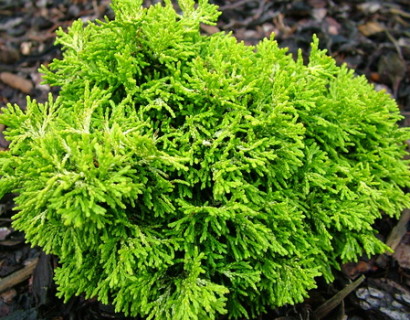 Chamaecyparis obtusa ‘Butterball’ - schijn- of dwergcypres