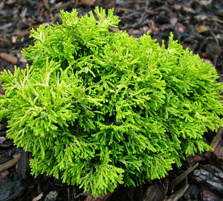 Chamaecyparis obtusa ‘Butterball’ - schijn- of dwergcypres