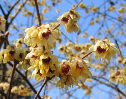 Chimonanthus praecox - winterzoet