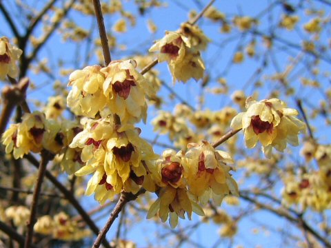 Chimonanthus praecox - winterzoet