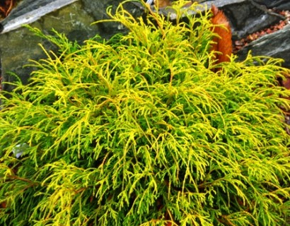 Chamaecyparis pisifera ‘Sungold’ - schijncypres