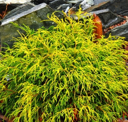 Chamaecyparis pisifera ‘Sungold’ - schijncypres