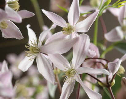 Clematis armandii ‘Apple Blossom’