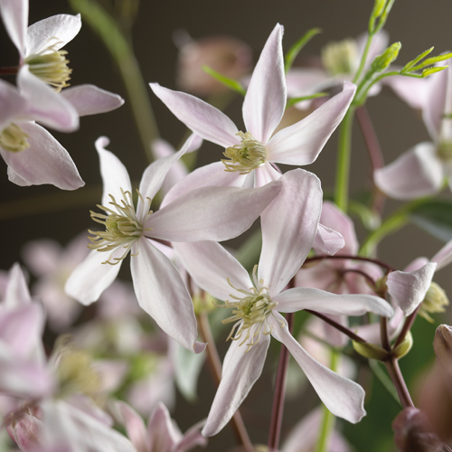 Clematis armandii ‘Apple Blossom’ - bosrank