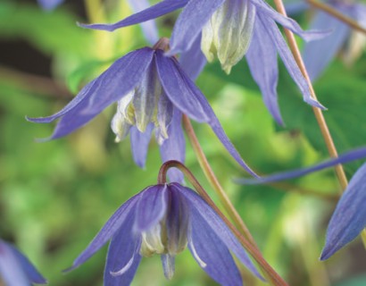 Clematis alpina - bosrank