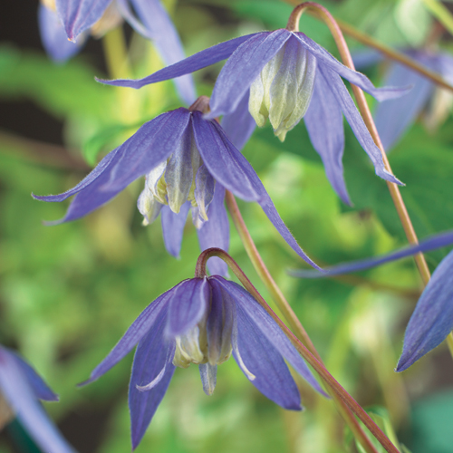 Clematis alpina - bosrank