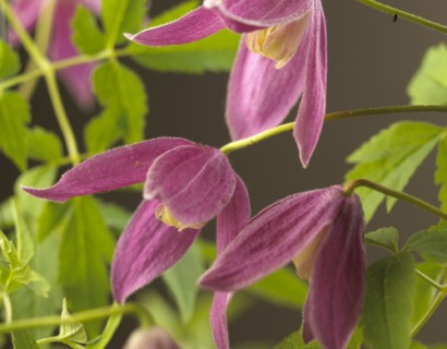 Clematis alpina ‘Ruby’