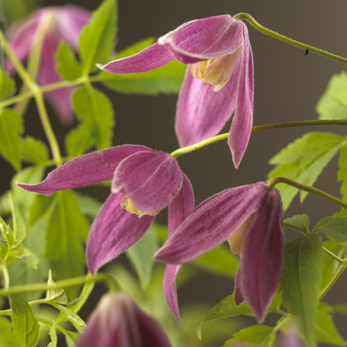 Clematis alpina ‘Ruby’ - bosrank